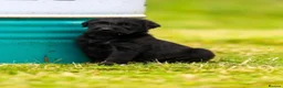 Giant Schnauzer dogs for sale: Working line Giant schnauzer puppies - Advert 5