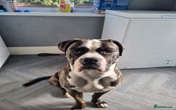 Cane Corso dogs for stud: Wanting a stud for my girl Kali - Image 2