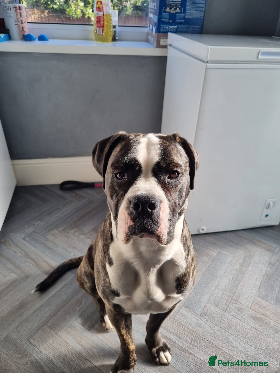 Cane Corso dogs for stud: Wanting a stud for my girl Kali - Image 2