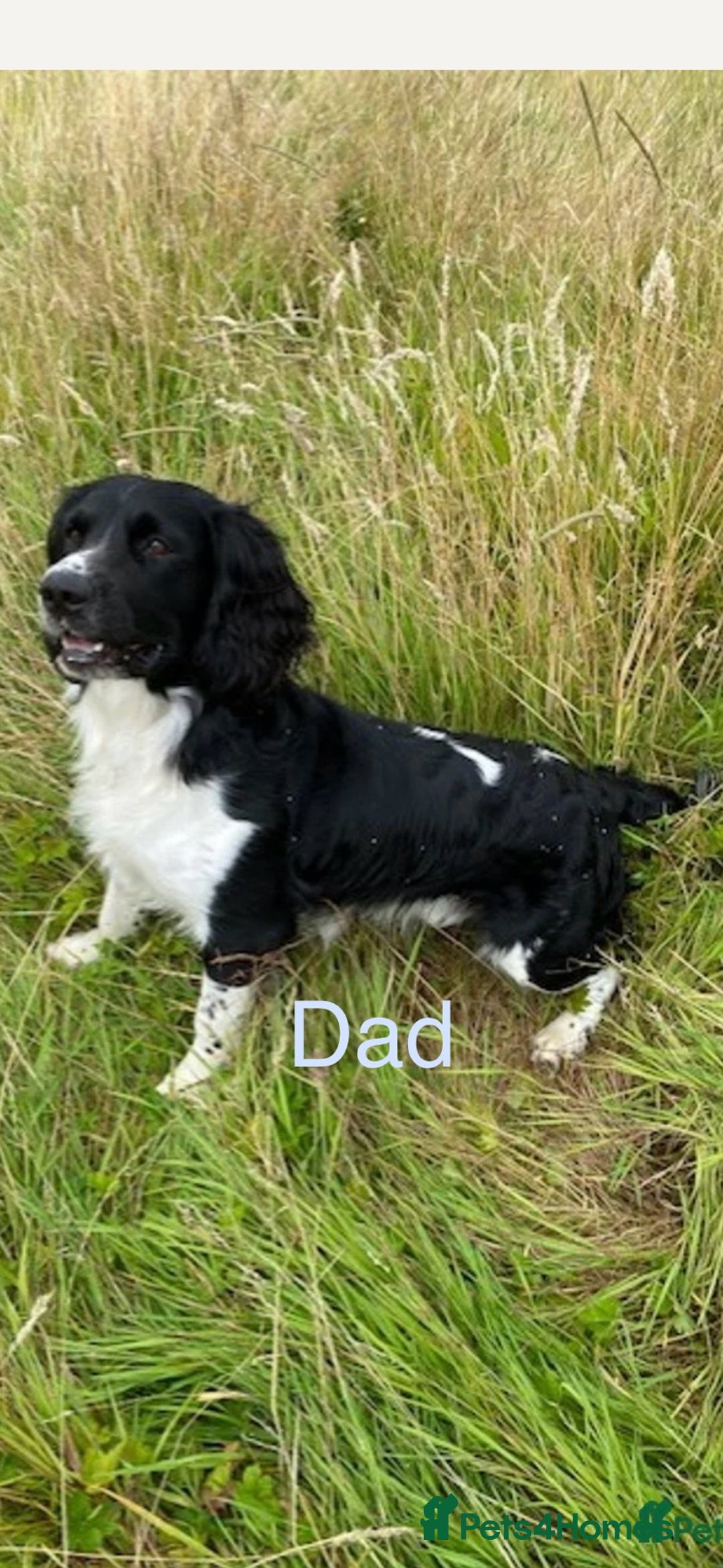 English Springer Spaniel dogs for sale: ✨ KC Registered English Springer Spaniel Puppies ✨ - Advert 40