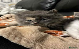 Mixed Breed cats for sale: Beautiful kittens READY NOW - Image 3