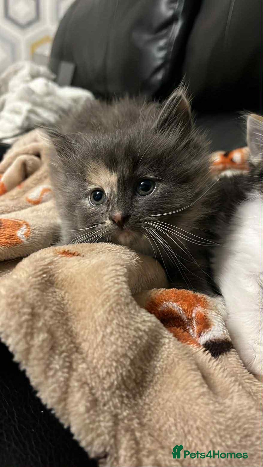 Mixed Breed cats for sale: Beautiful kittens READY NOW - Image 3