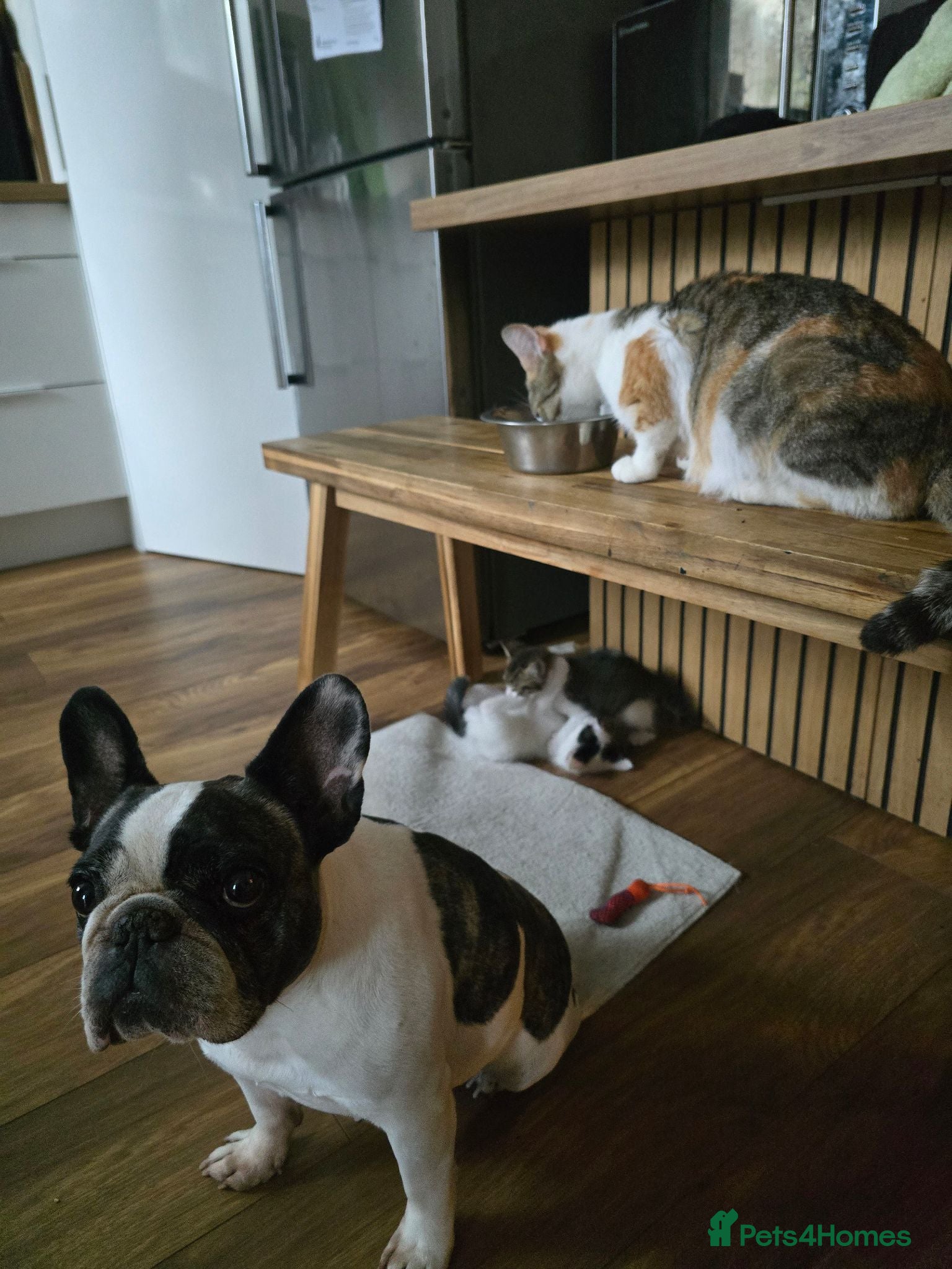 Mixed Breed cats  Ready to go to their forever homes - Advert 6