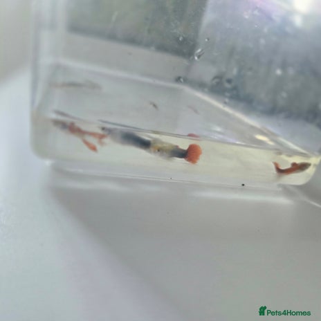 Live Bearers fish - Advert 3