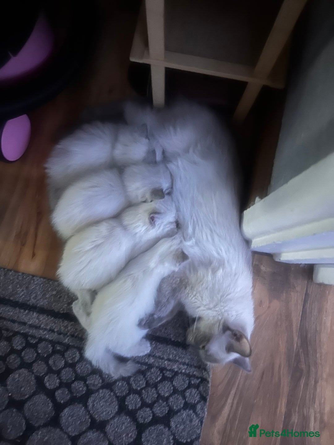 Ragdoll cats for sale: Beautiful pure ragdoll kittens  - Image 6