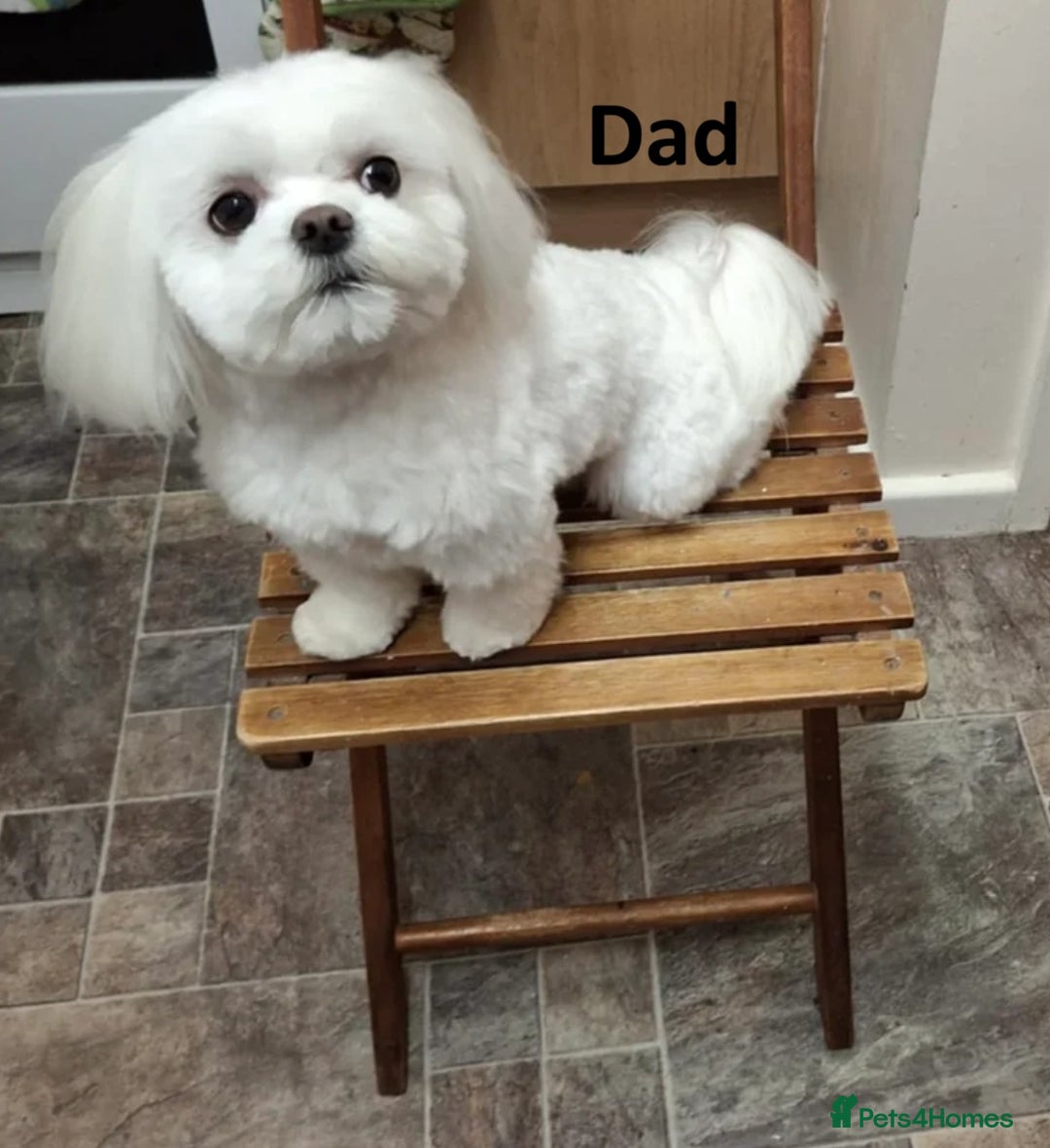 Maltese dogs for sale:  Adorable Maltese Puppies - Image 4