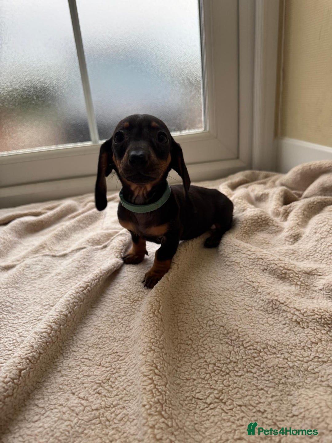 Dachshund dogs for sale: 1 girl available KC miniature dachshund puppies - Advert 9