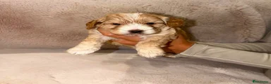 Cockapoo 3