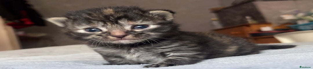 Maine Coon Kitten 4
