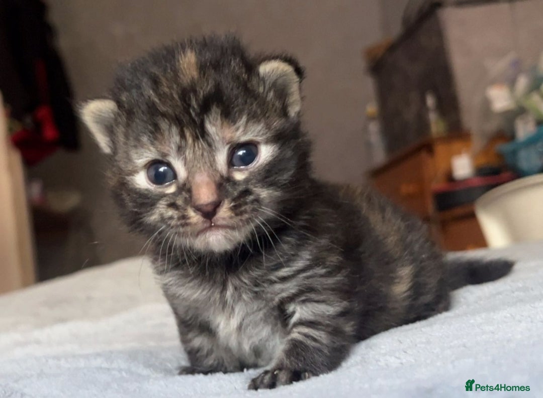 Maine Coon cats for sale: Maine coon x kittens for sale - Image 5