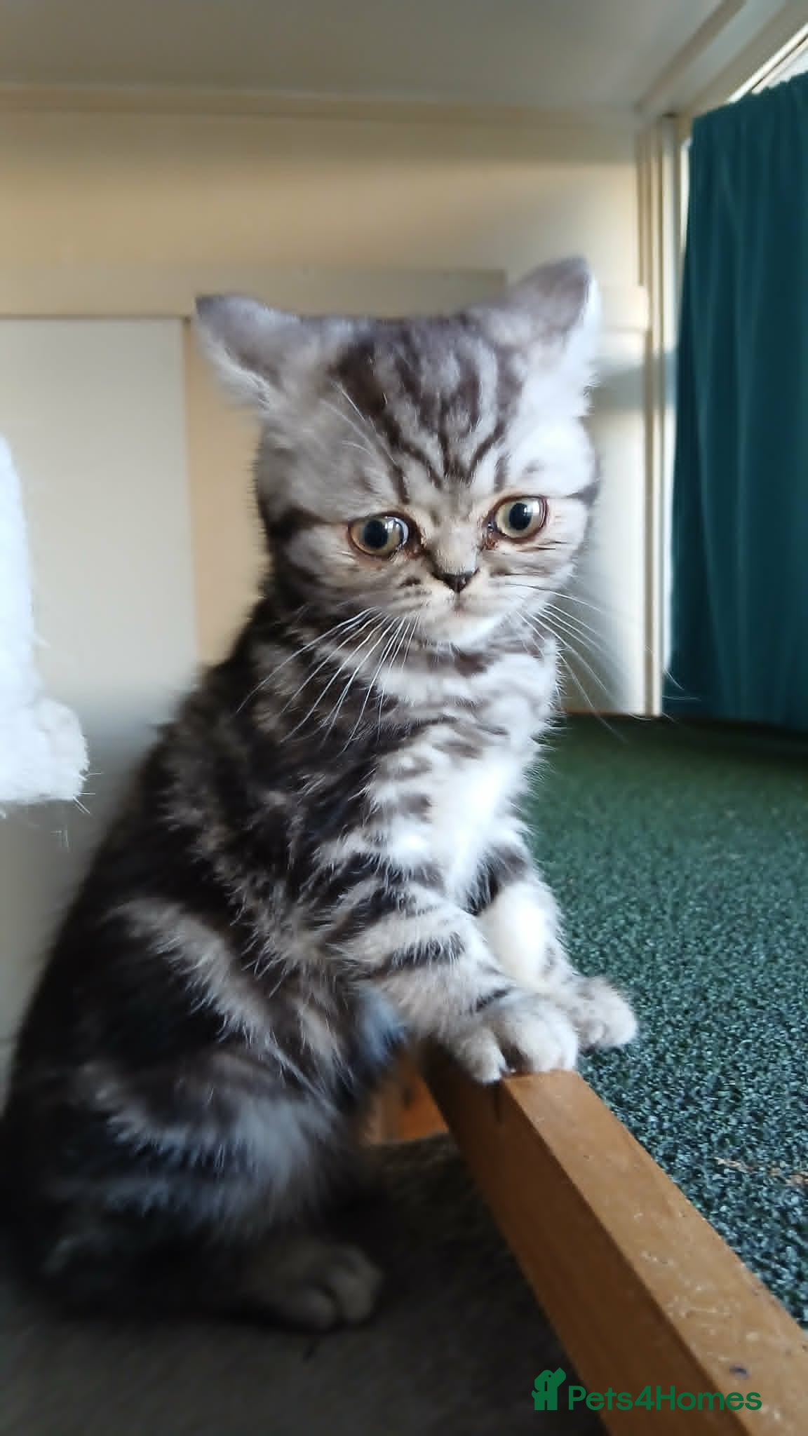 British Shorthair cats Bsh. Silver Classic Tabby . - Advert 6