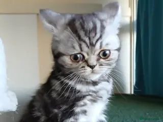 British Shorthair cats Bsh. Silver Classic Tabby . - Advert 6
