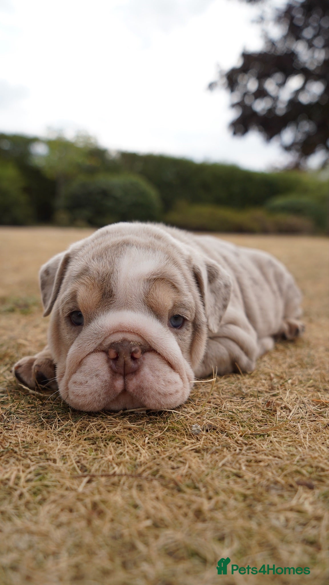 English Bulldog dogs 💎 English Bulldog Puppies!  2🌸- Girls Left 🏡  - Advert 6