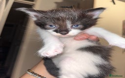 British Longhair cats for sale: Beautiful fluffy kitten’s - Image 4