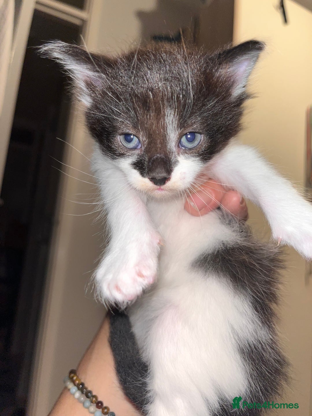 British Longhair cats for sale: Beautiful fluffy kitten’s - Image 4