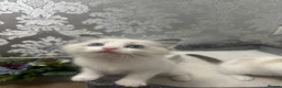 Ragdoll cats for sale: Stunning Ragdoll kittens - Advert 5