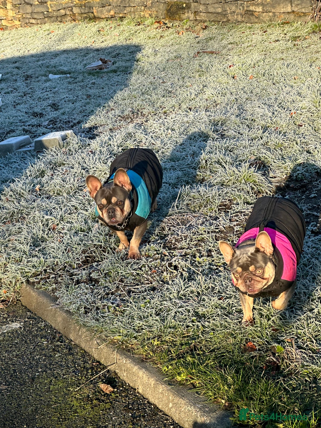 French Bulldog dogs for sale: Beautiful frenchies  - Advert 6