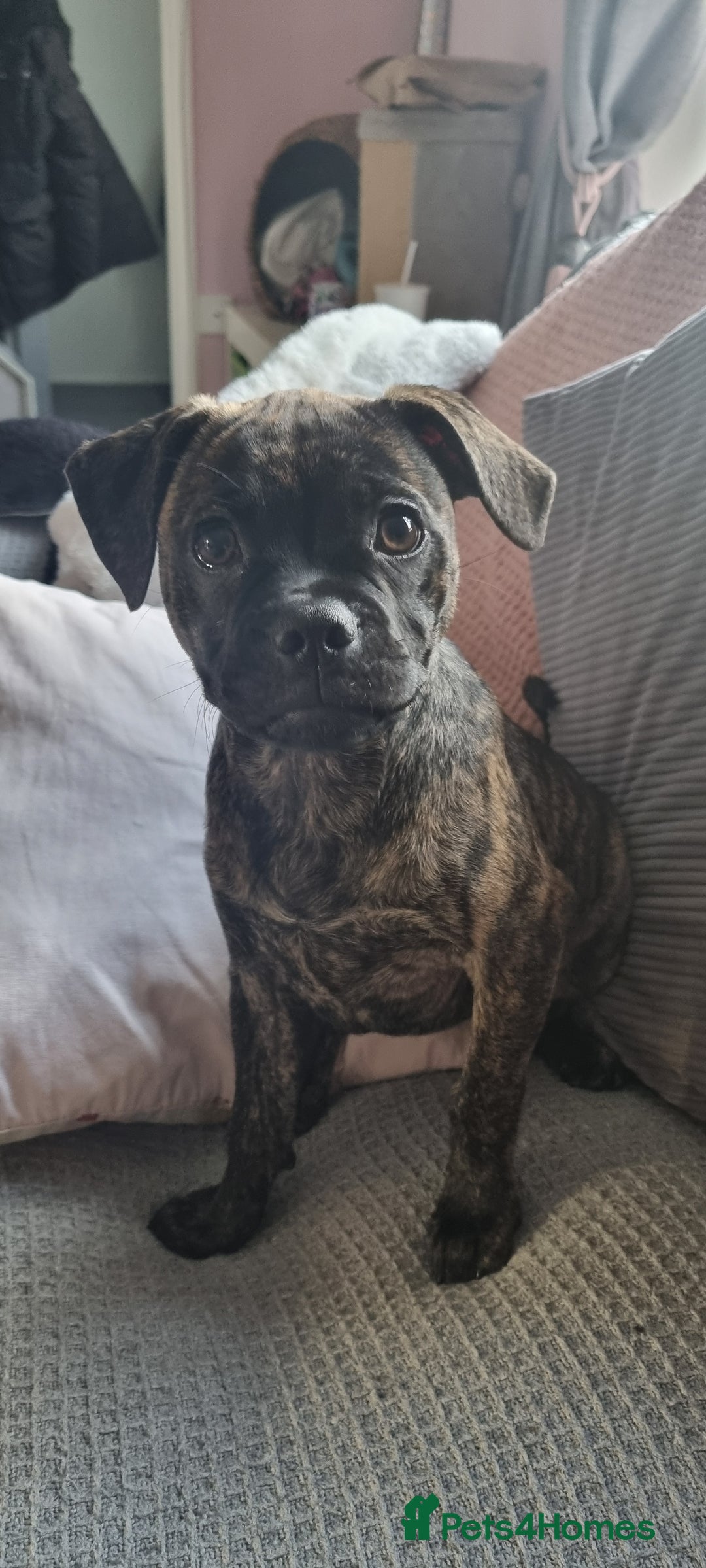 Mixed Breed dogs for sale: Staffordshire bull terrier cross pug puppy (REMI) - Advert 4
