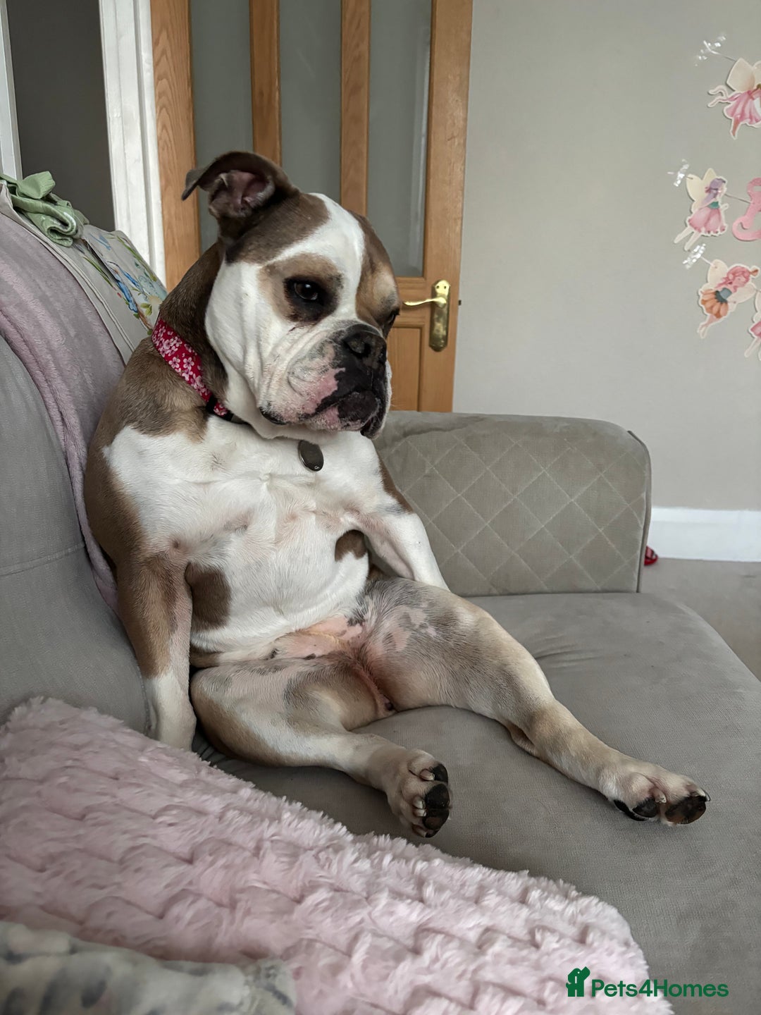 Mixed Breed dogs for sale: Roxy- loving cross looking for a loving home  - Advert 10