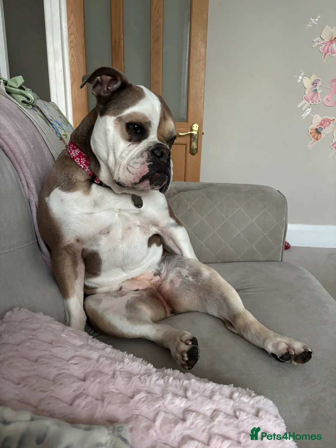 Mixed Breed dogs for sale: Roxy- loving cross looking for a loving home  - Advert 10