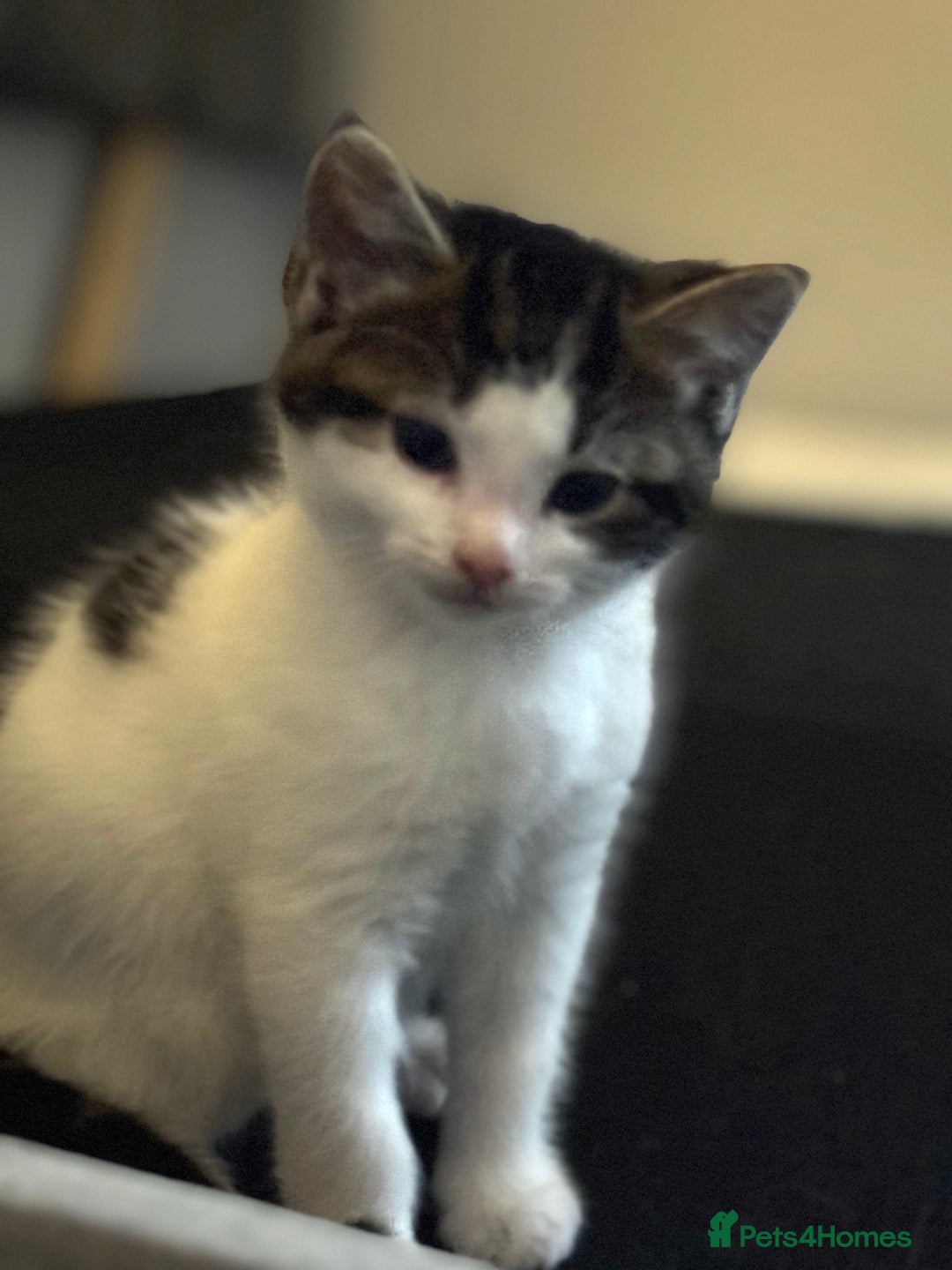Domestic Shorthair cats for sale: Gorgeous boy and girl kittens  - Image 11
