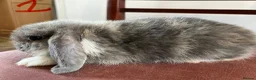 Mini Lop rabbits for sale: Beautiful Mini Lop Babies in Loughborough - Advert 5