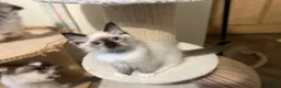 Ragdoll cats for sale: 🏵️Champion lines- Ragdoll kittens - Seal mitted  - Advert 4