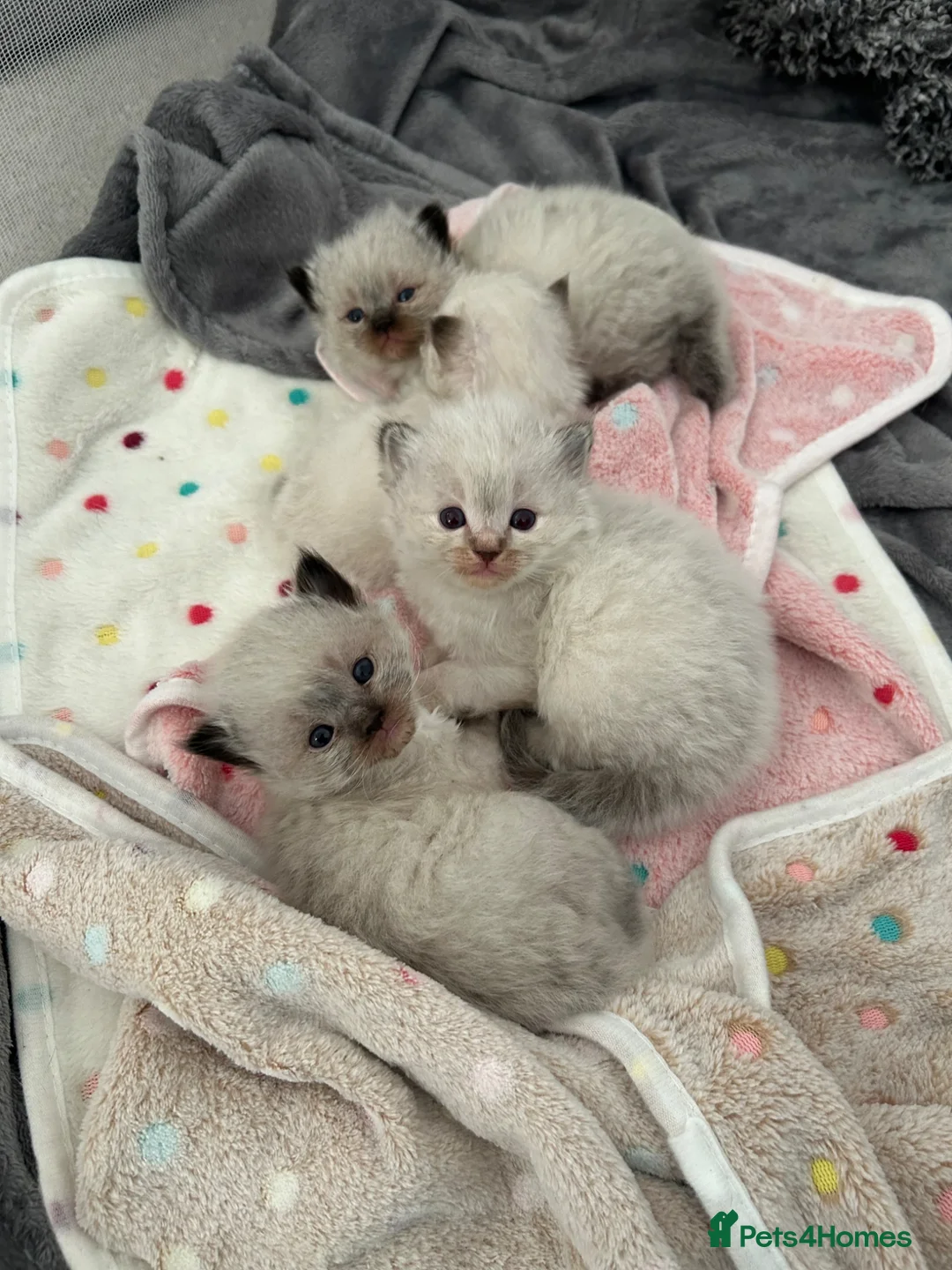 Ragdoll cats for sale: 3 male ragdoll kittens for sale  - Advert 2