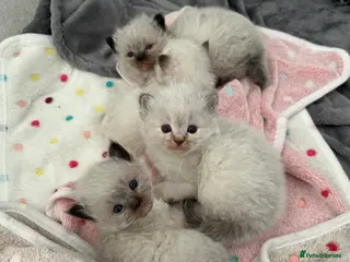 Ragdoll cats *Price Reduced* 3 male ragdoll kittens for sale - Advert 9