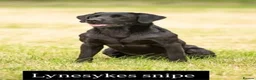 Labrador Retriever dogs for sale: Labrador Kc reg puppy’s  in Barnard Castle - Advert 6