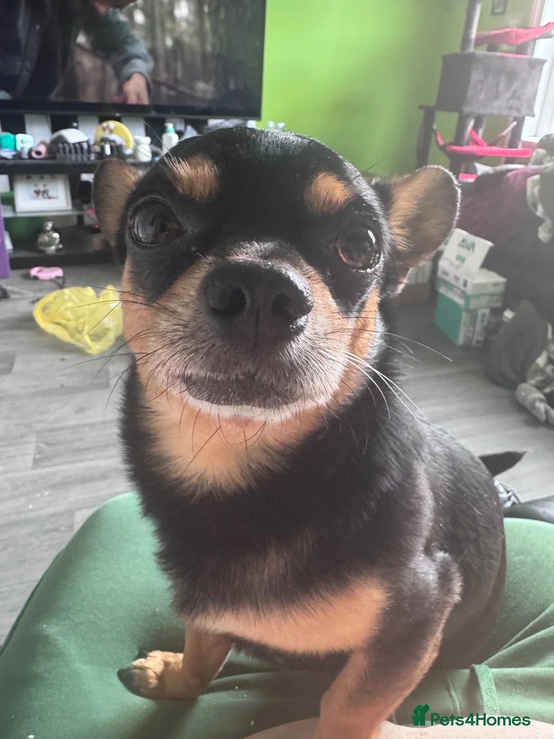 Chihuahua dogs for sale: 4 year old Chihuahua - Advert 2