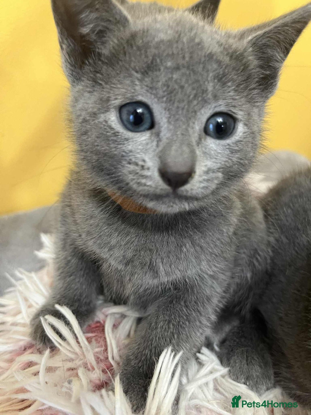Russian Blue cats for sale: TICA REGISTERED Pure Breed Russian Blue Kittens - Advert 7