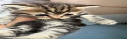 Mixed Breed cats for sale: Gorgeous Healthy Kittens  - Advert 8