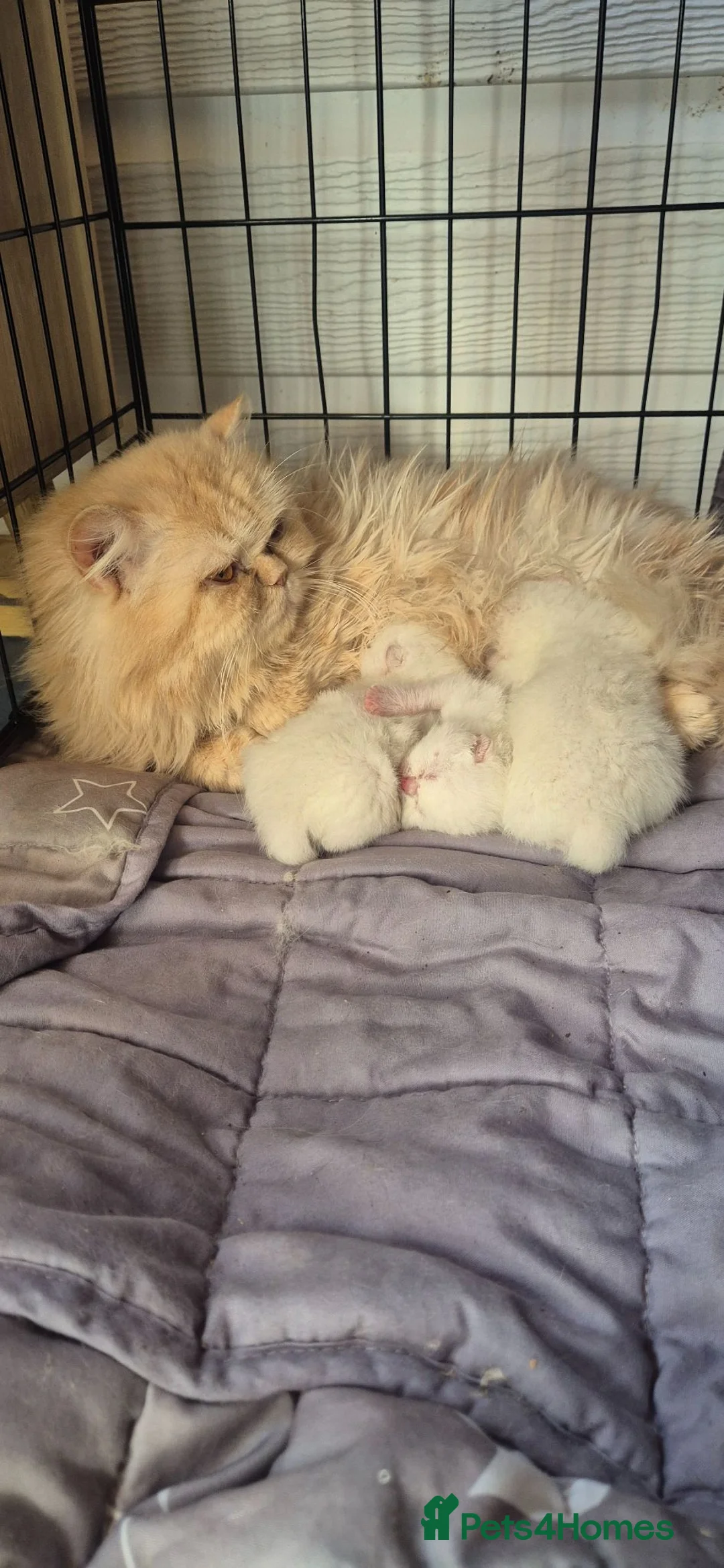 Persian cats for sale: Persian x BSH - Advert 15
