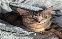 Mixed Breed cats for sale: Gorgeous cross bengal girl - Image 8