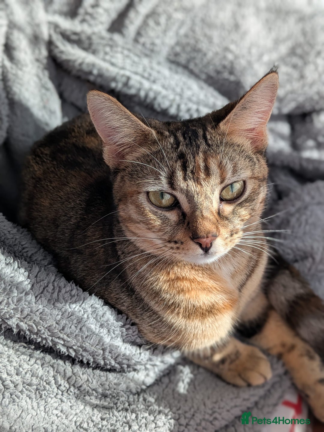 Mixed Breed cats for sale: Gorgeous cross bengal girl - Image 8