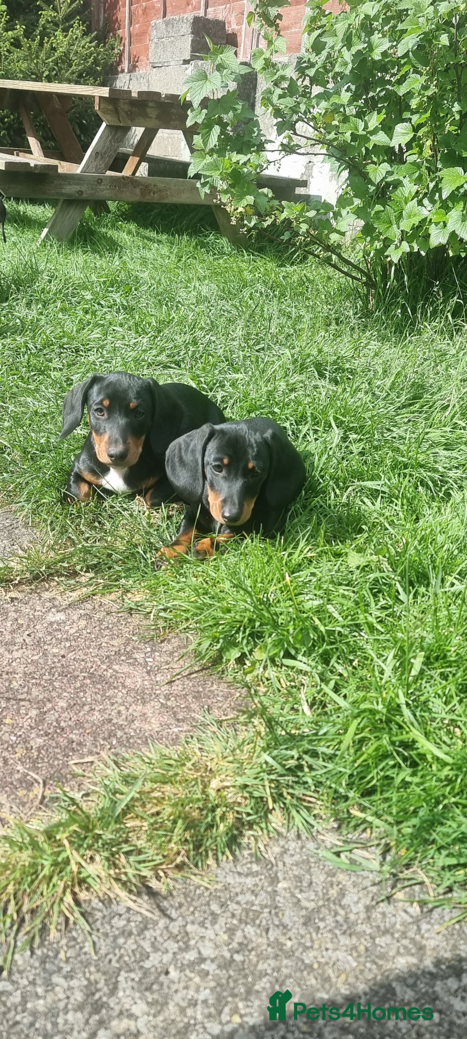 Dachshund dogs Standard dachshund - Advert 15