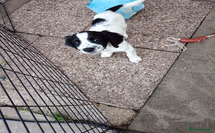 Mixed Breed dogs - Advert 5