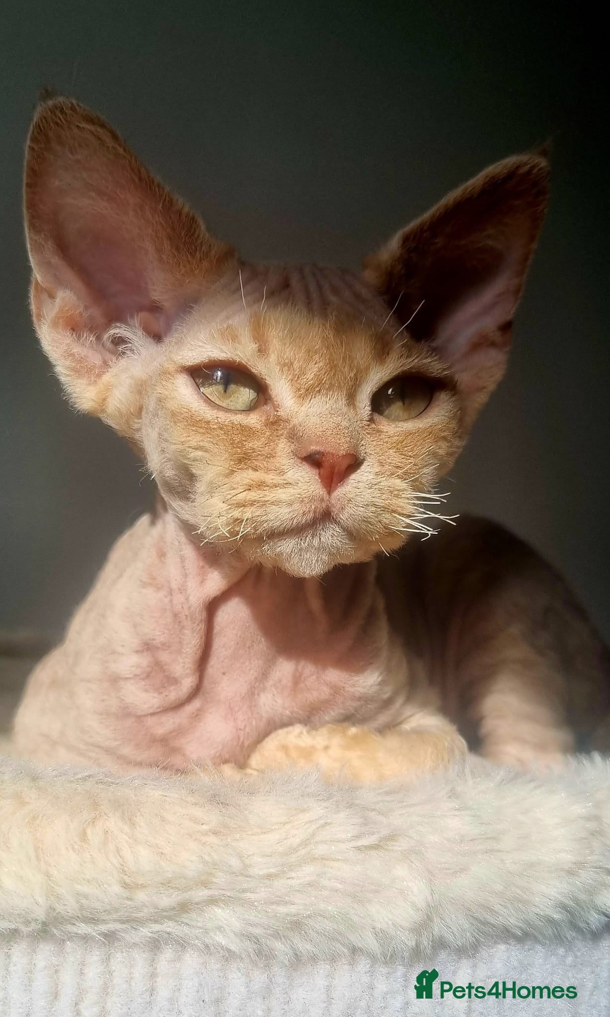 Devon Rex cats ❤️ Gorgeous Devon Rex Girls ❤️ - Advert 1