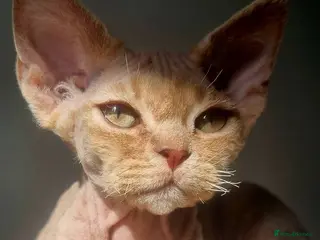 Devon Rex cats ❤️ Gorgeous Devon Rex Girls ❤️ - Advert 3