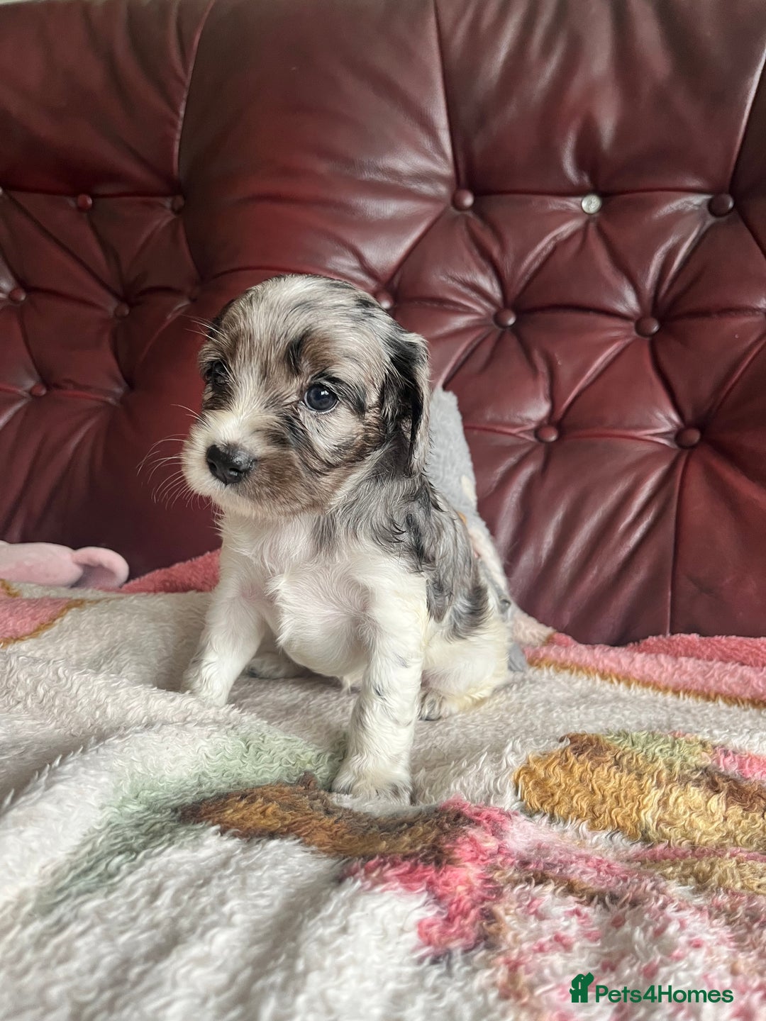 Mixed Breed dogs for sale: Beautiful Cavapoo Puppies  - Image 8