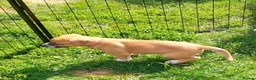 Mixed Breed dogs for sale: Boxer shepherd for sale  - Advert 4