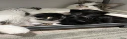 Mixed Breed cats for sale: Kittens for sale in Burford - Advert 9