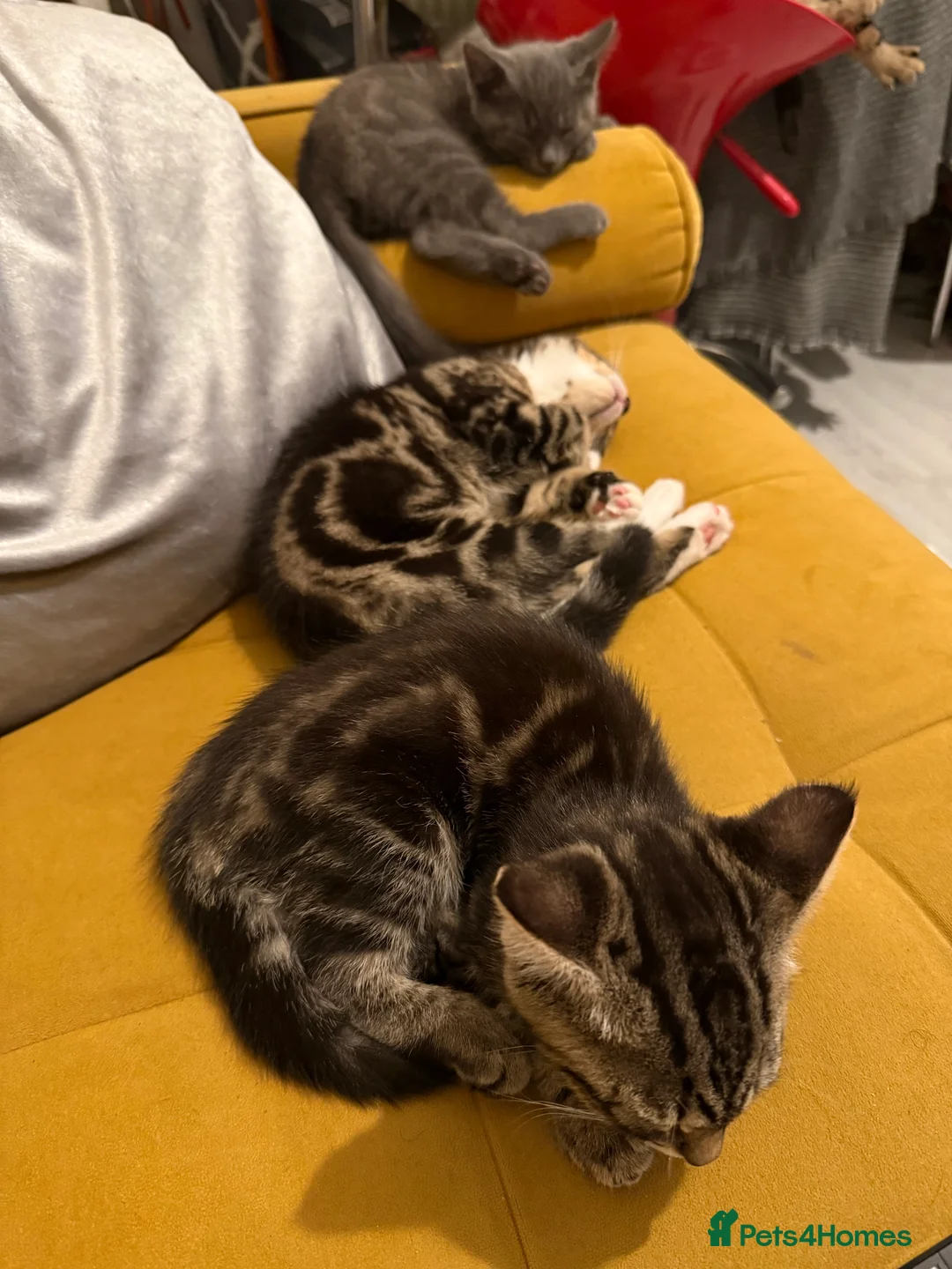 British Shorthair cats for sale: 3 cute and friendly kittens. 1 grey, 2 tabby - Advert 12