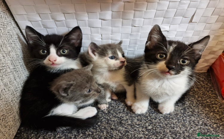Mixed Breed cats - Advert 9