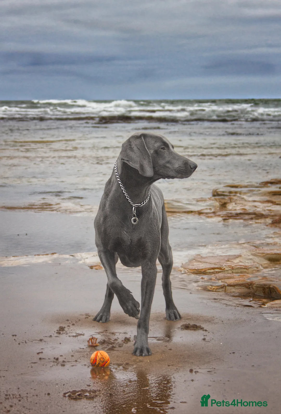 Weimaraner dogs for stud: No Cost 1 Year Old Blue Weimaraner For Stud - Advert 24