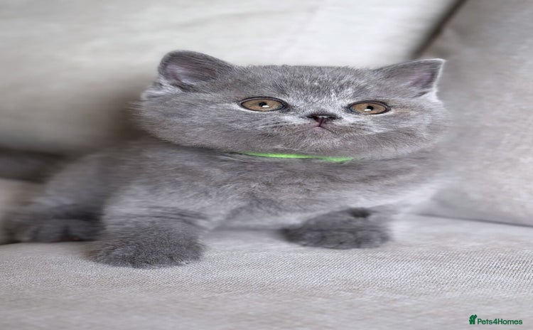 British Shorthair cats - Advert 4