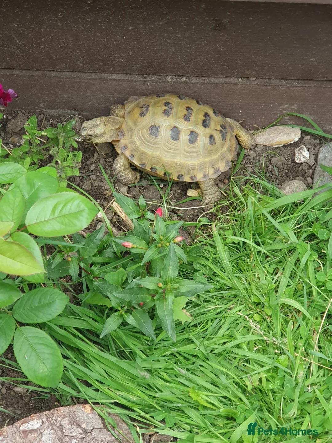 Tortoise reptiles for sale: Horsefield tortoises female  in Wrexham - Advert 8