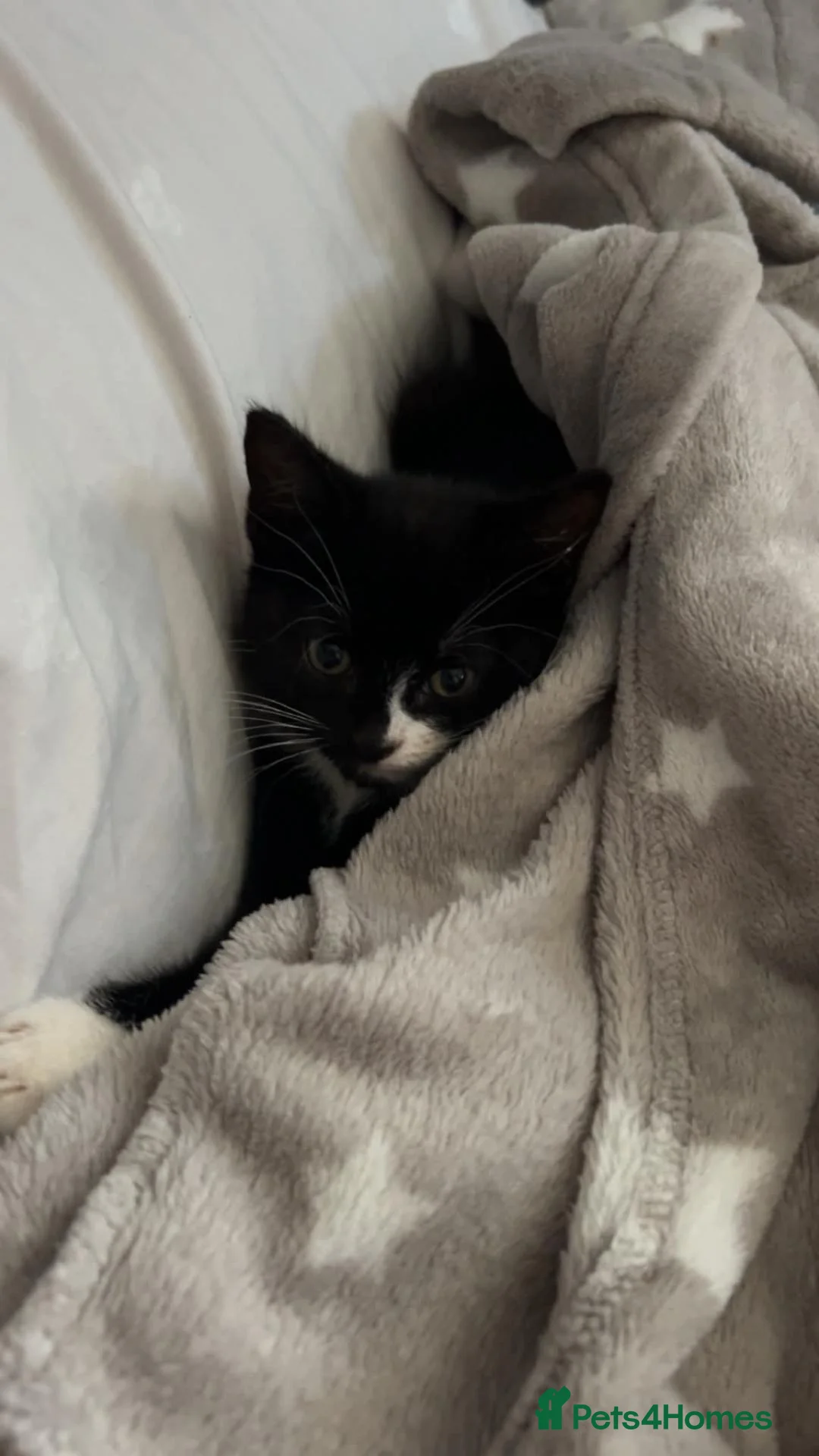 Mixed Breed cats for sale: Kitten  in Stoke-on-Trent - Advert 2
