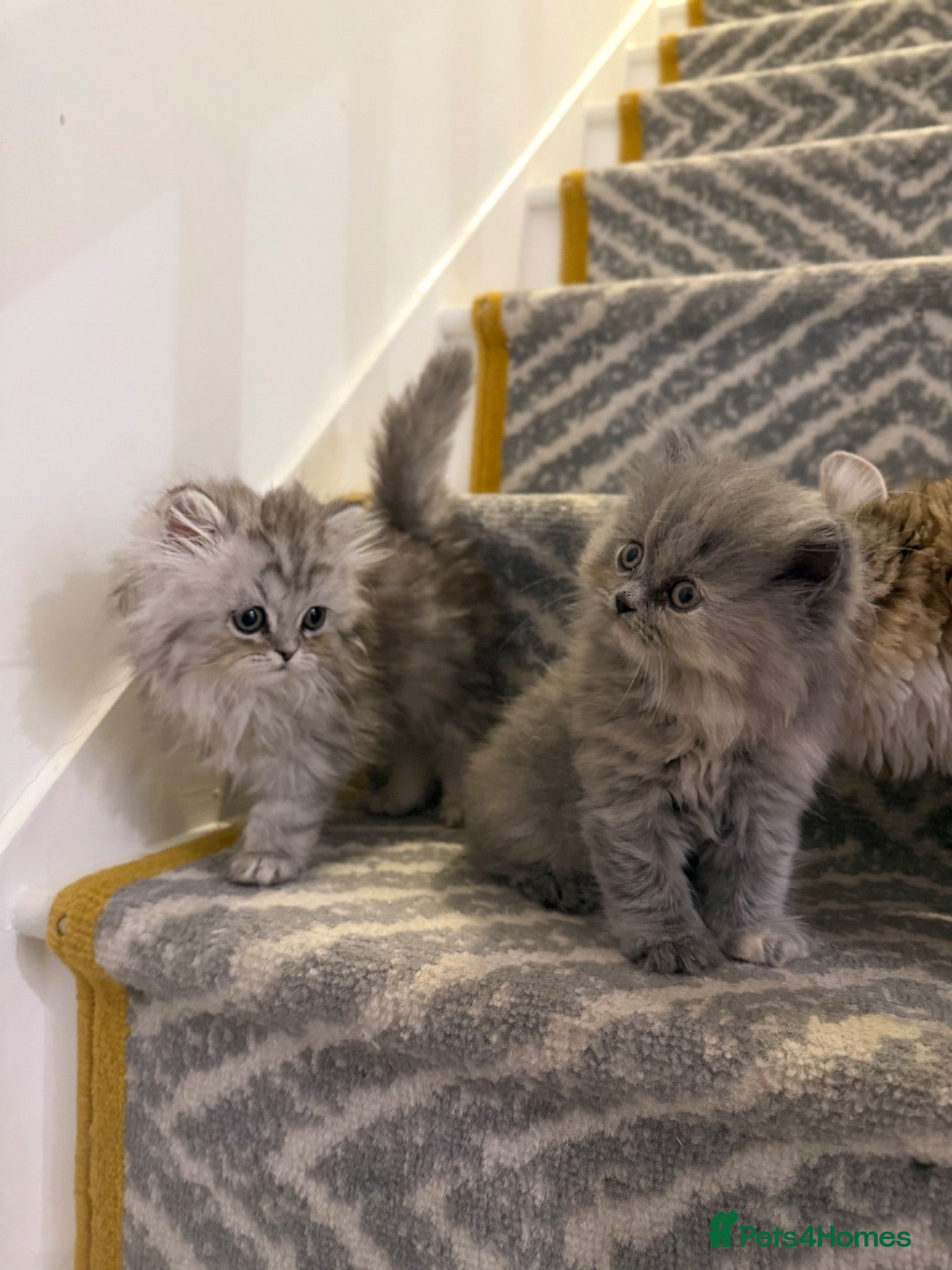 Persian cats last girl and boy  - Advert 15